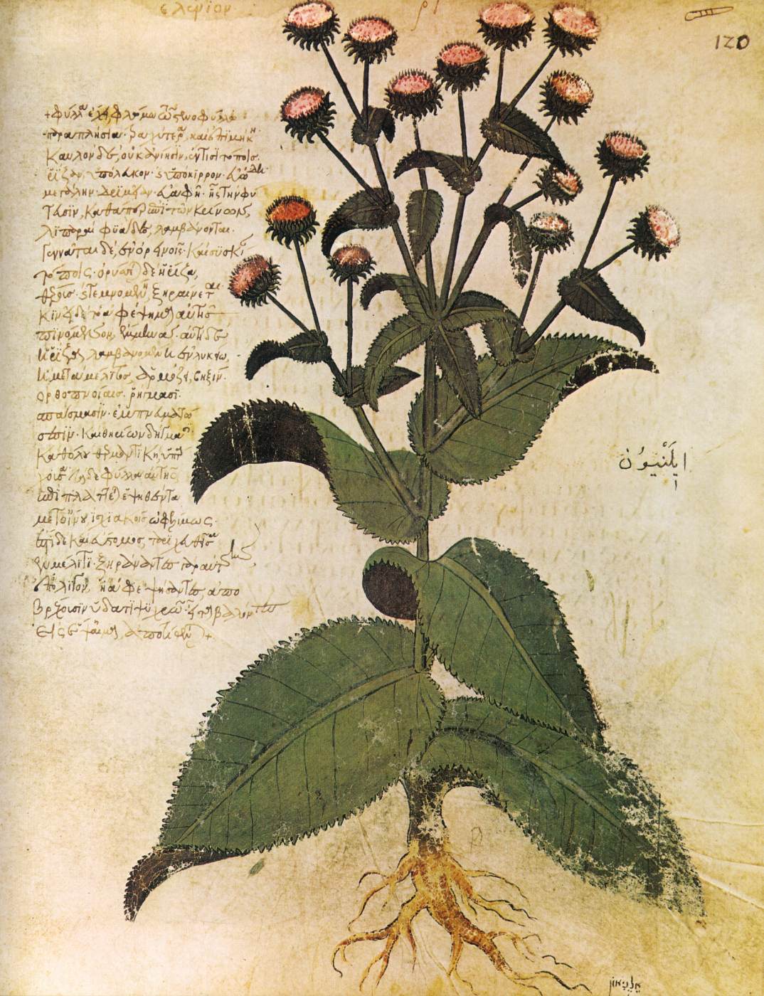 Dioscoride de Vienne